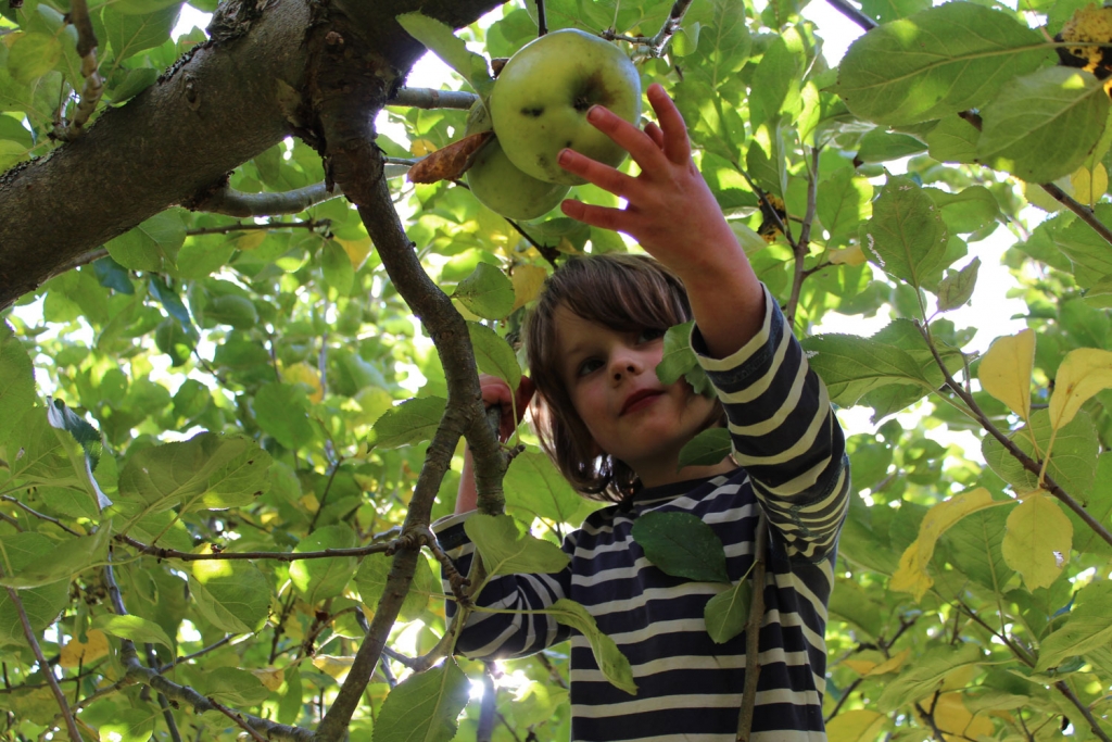 My son Artur collecting Bramley apples to make our baked Bonfire apple recipe