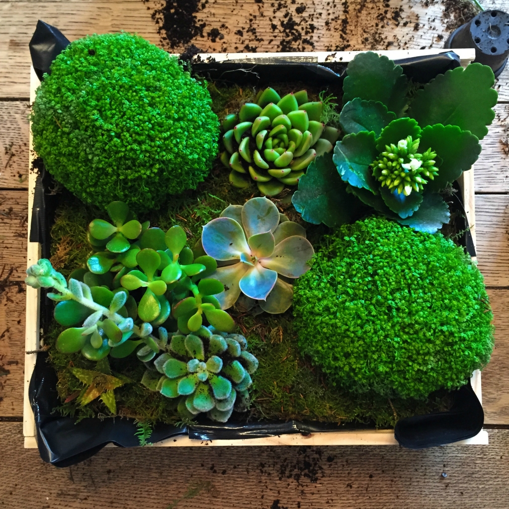 green succulents box plants