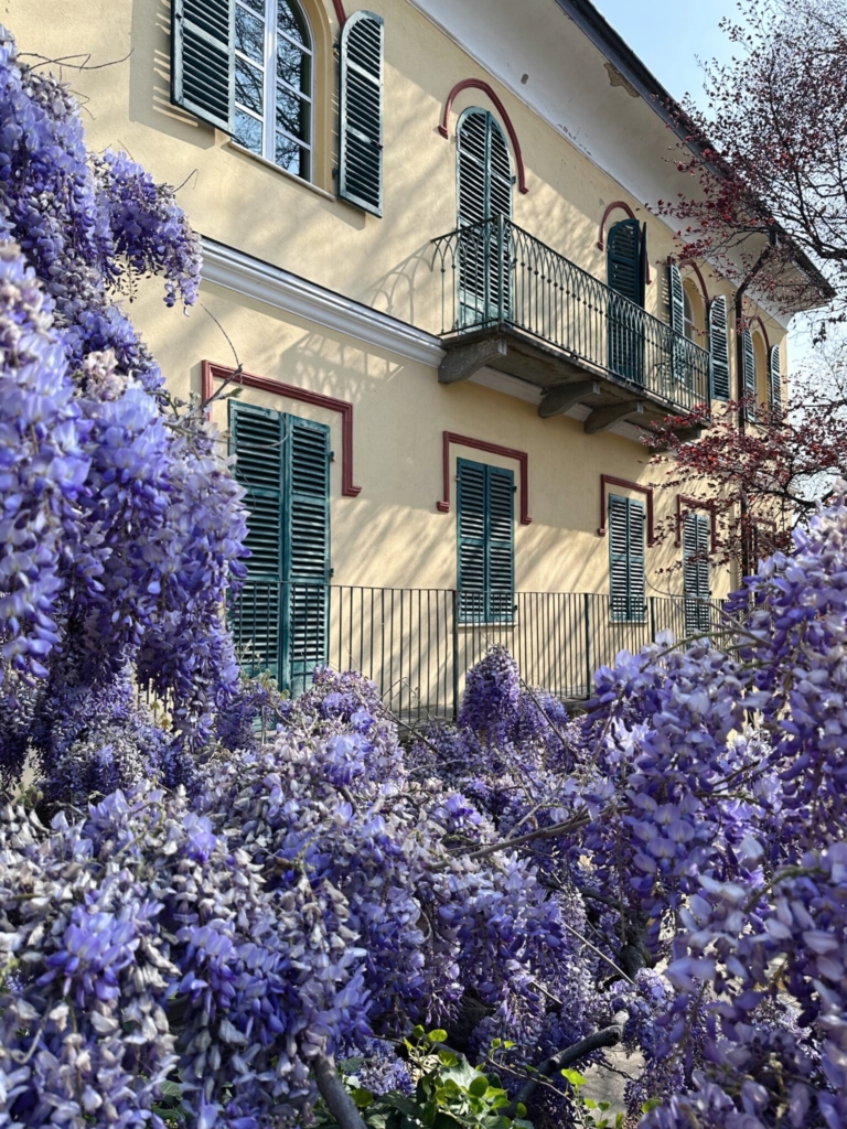 Wisteria in front garden, Kate Watson-Smyth's house Turin